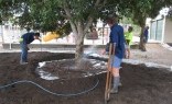 Amico - The Garden Managers Tree Transplanting